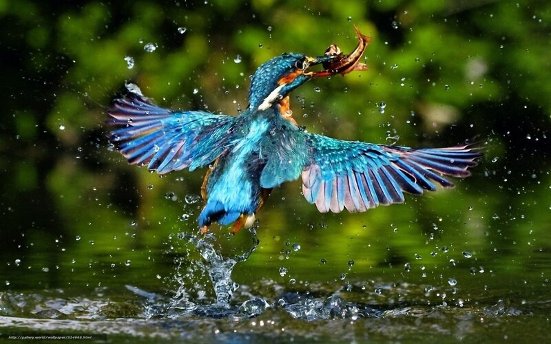 Kingfisher catching fish