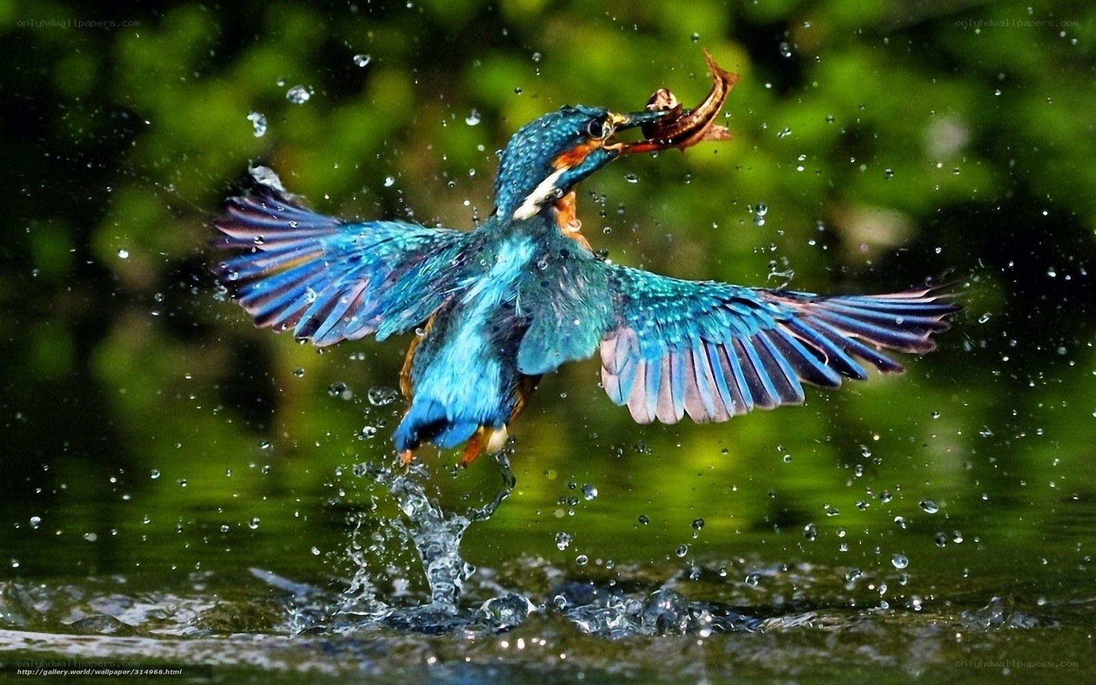 Kingfisher catching fish