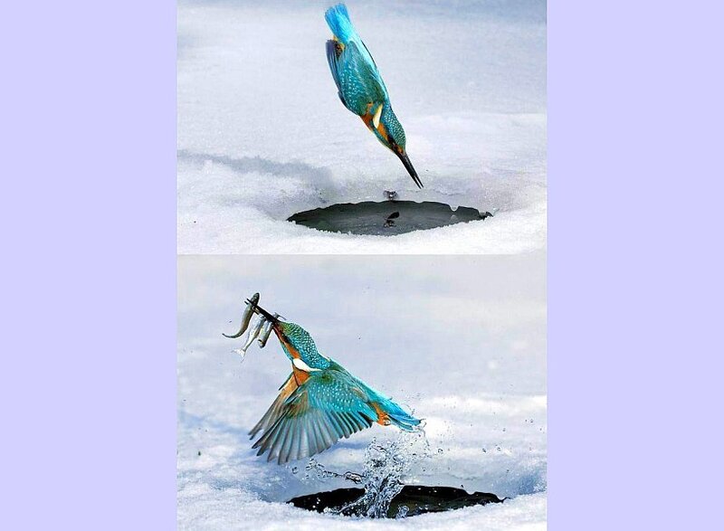 Kingfisher catching fish