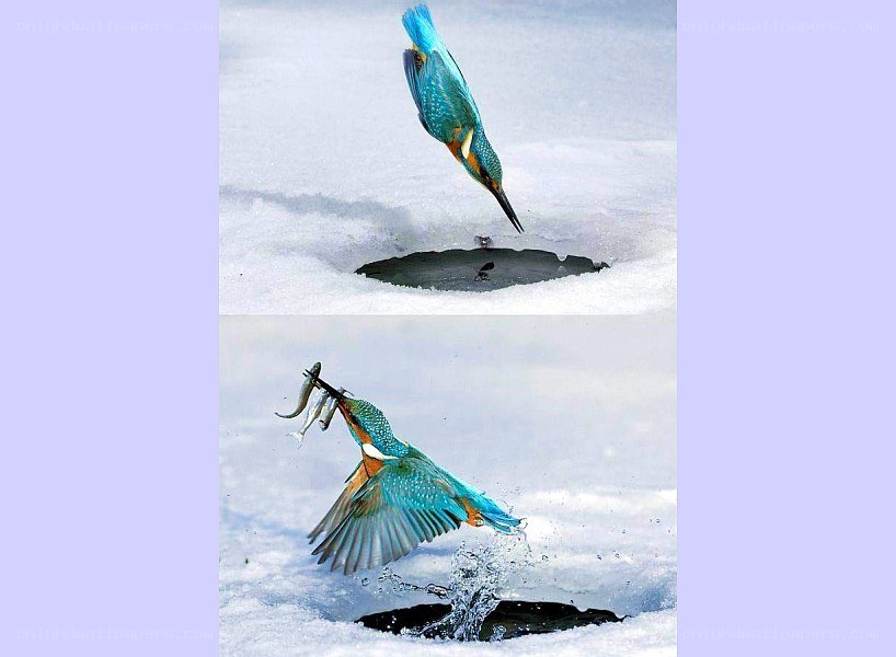 Kingfisher catching fish