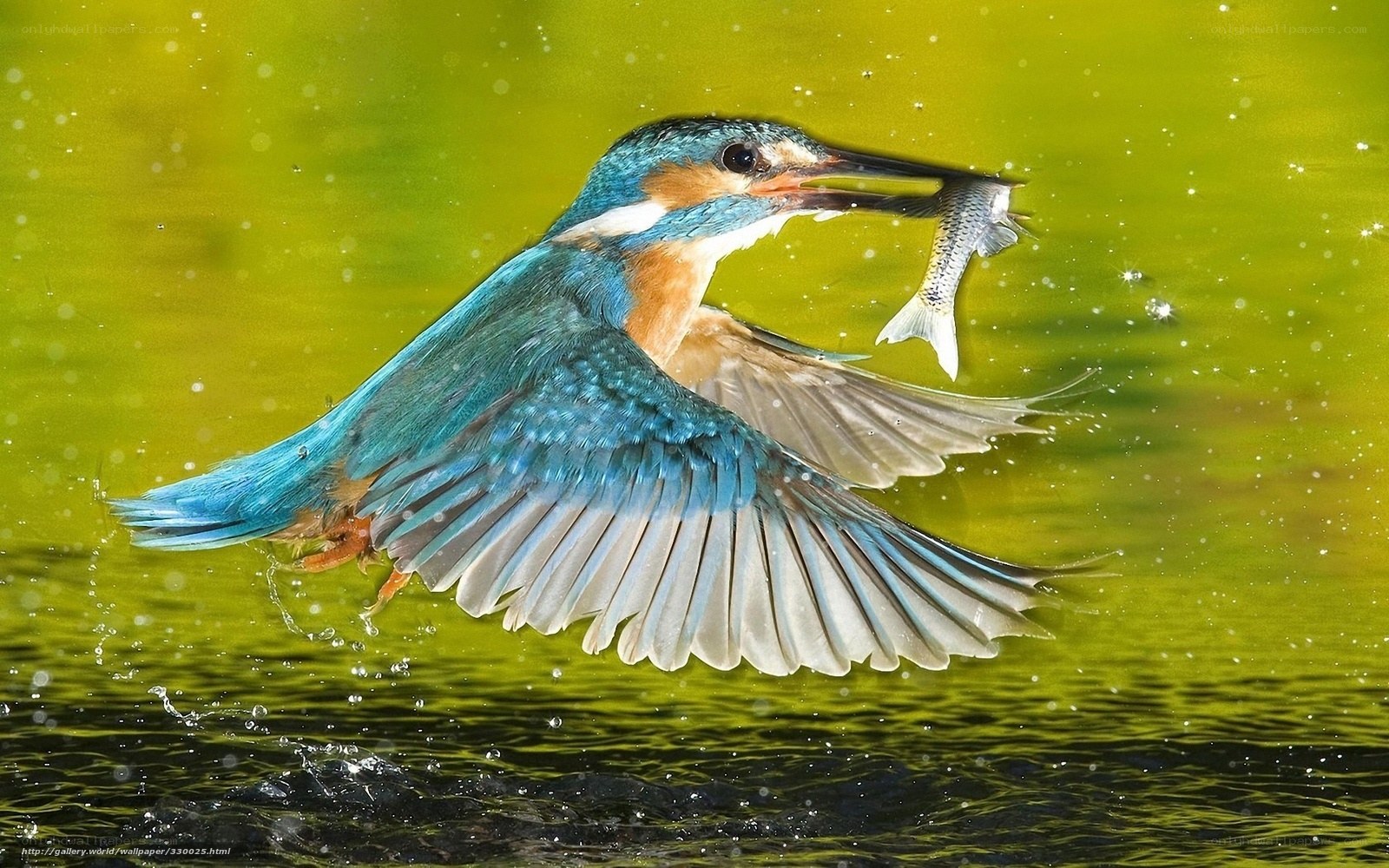 Kingfisher catching fish