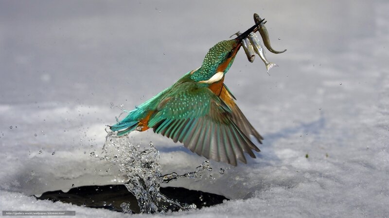 Kingfisher catching fish