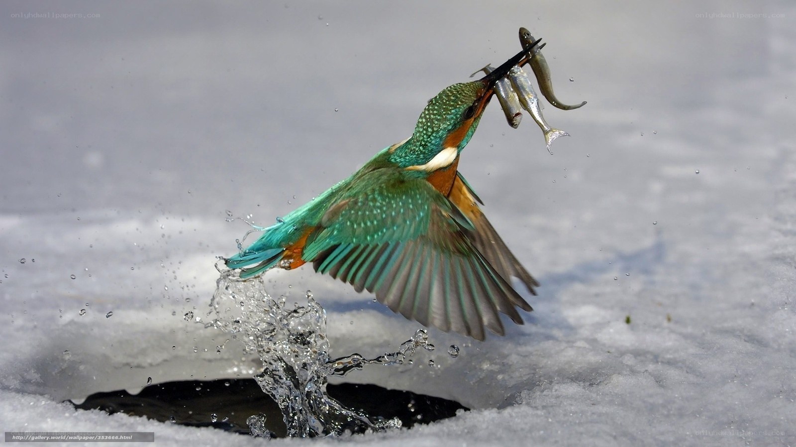 Kingfisher catching fish