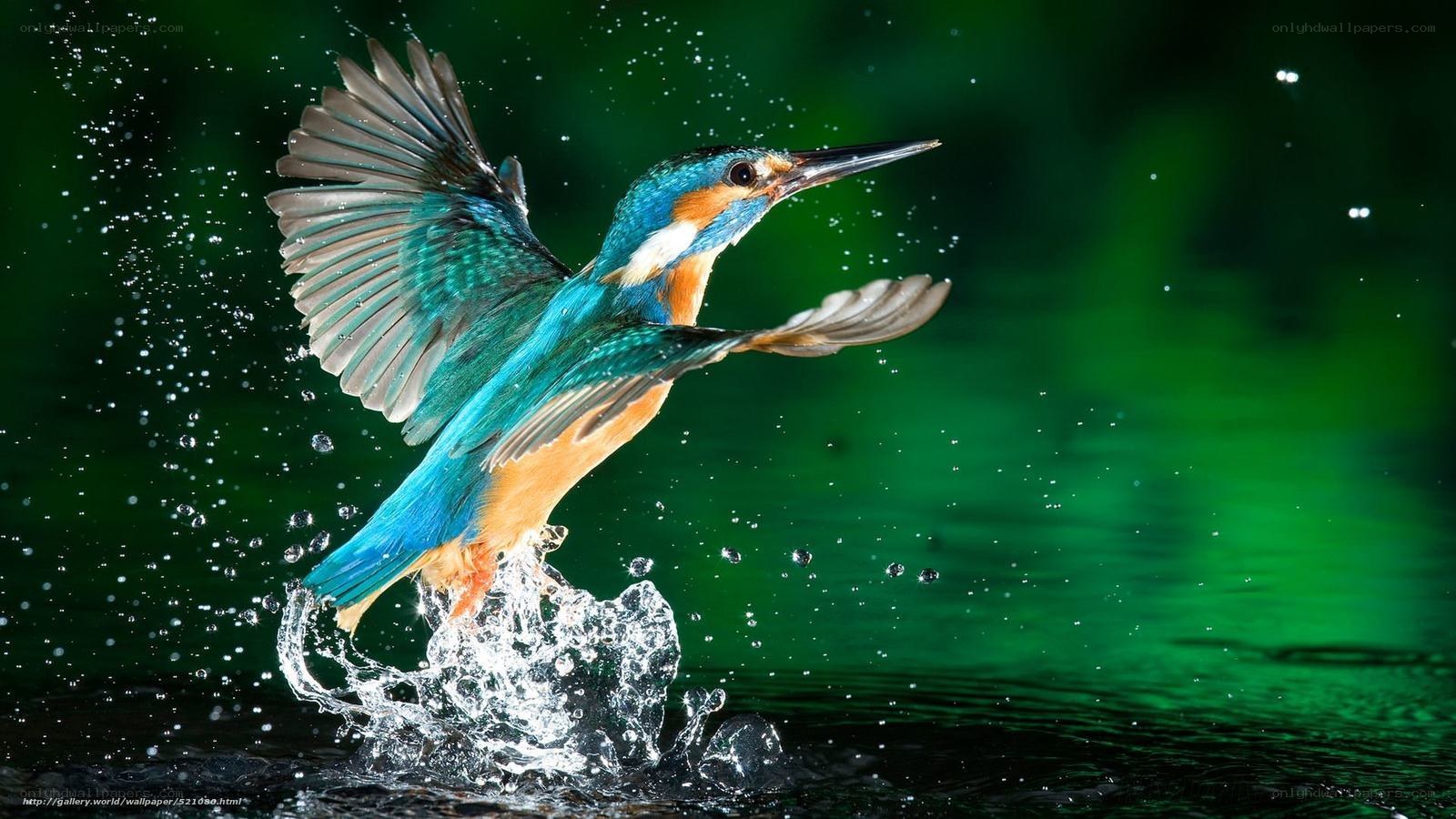 Kingfisher catching fish