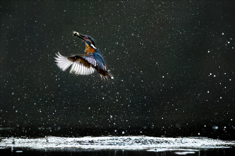 Kingfisher Catching Fish — Black, Dramatic