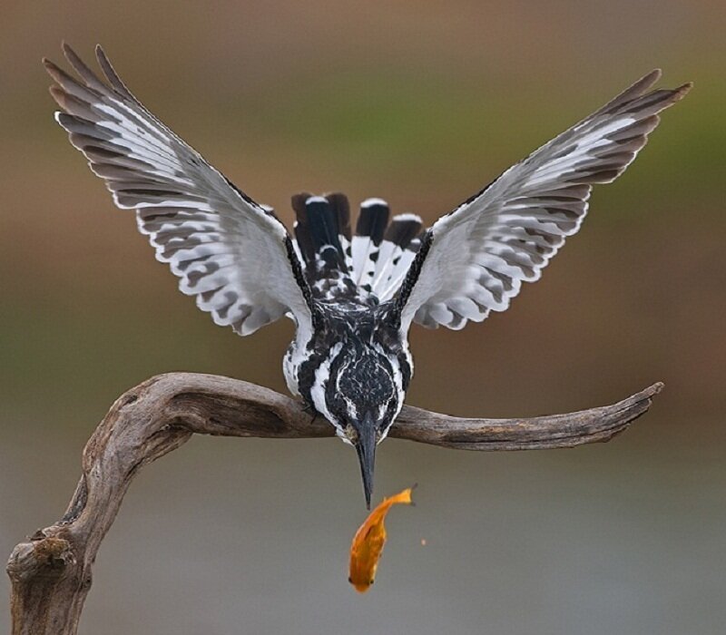 Kingfisher Catching Fish — Black