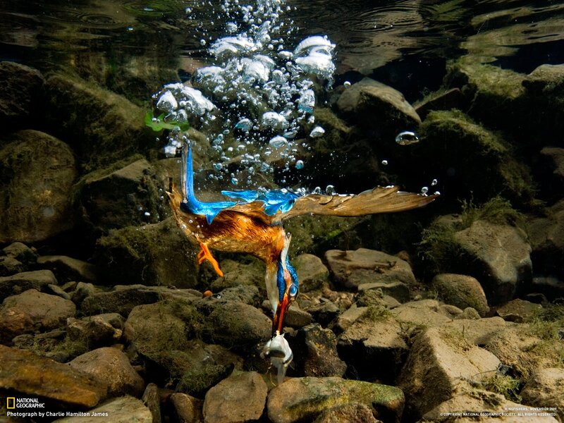 Kingfisher Catching Fish — Blue, Dramatic, Photograph, Bird