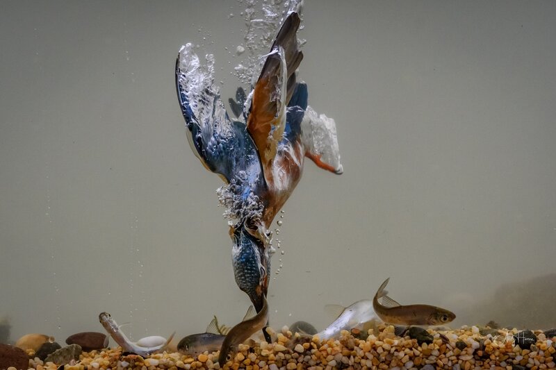 Kingfisher Catching Fish — Blue, Dramatic, Photograph, Pebbles