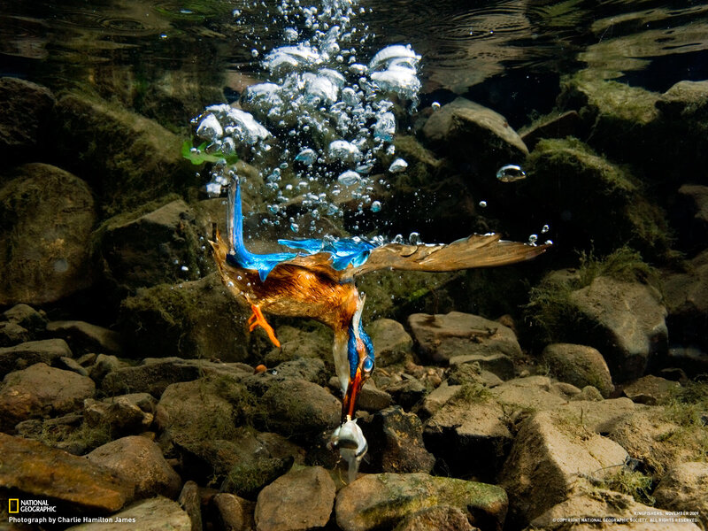 Kingfisher Catching Fish — Blue, Dramatic, Photograph