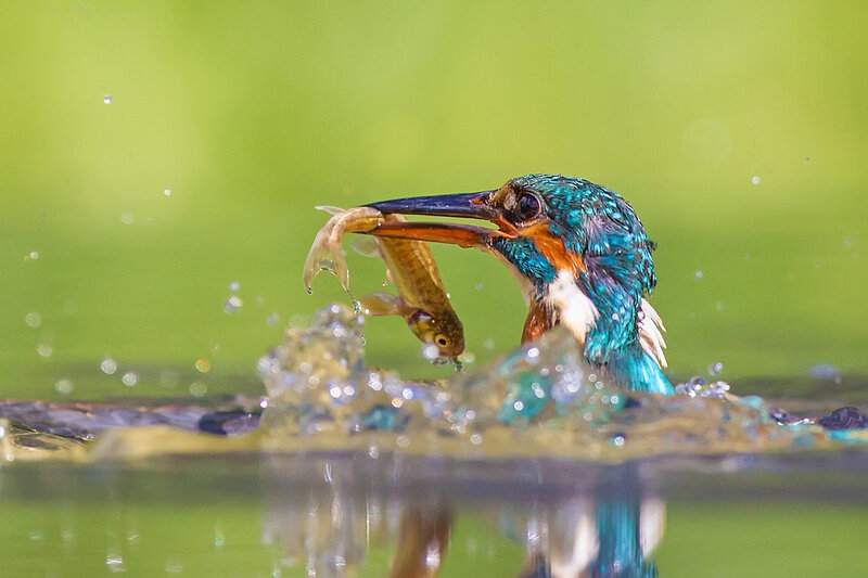 Kingfisher Catching Fish — Blue, Dynamic, Afternoon, Photograph, Bird