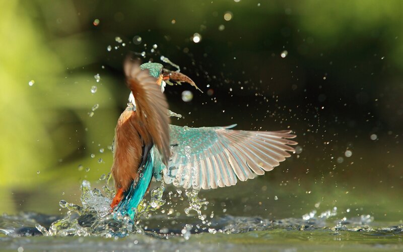 Kingfisher Catching Fish — Blue, Dynamic, Afternoon, Photograph, Bird, Water, Green, Brown