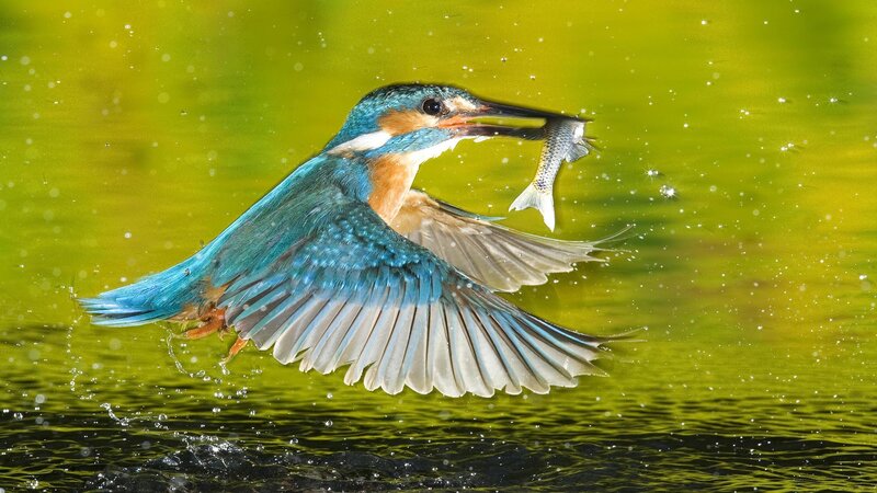 Kingfisher Catching Fish — Blue, Dynamic, Afternoon, Photograph, Bird, Water, Green