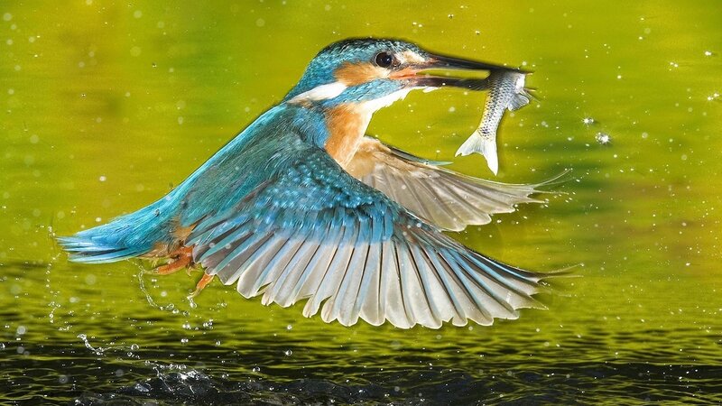 Kingfisher Catching Fish — Blue, Dynamic, Afternoon, Photograph, Bird, Water, Green, White