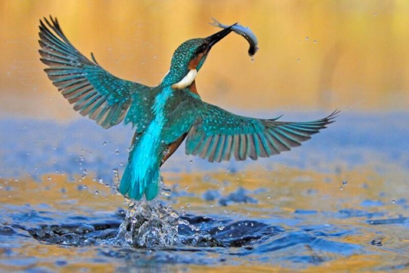 Kingfisher Catching Fish — Blue, Dynamic, Afternoon