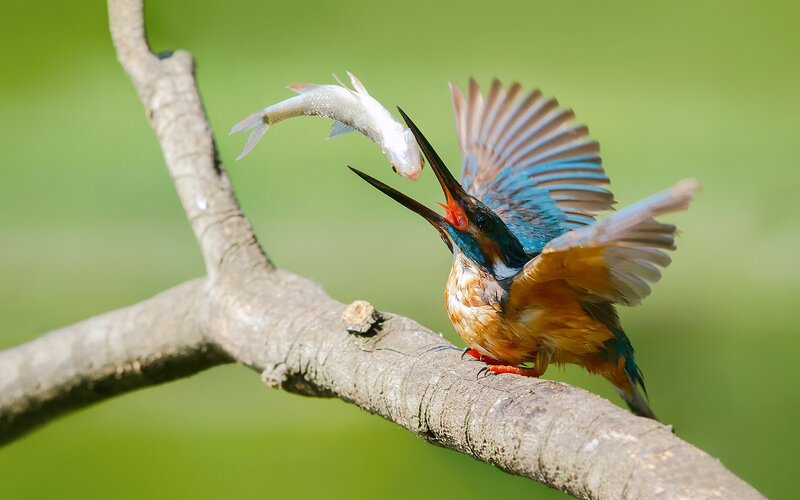 Kingfisher Catching Fish — Blue, Dynamic, Morning