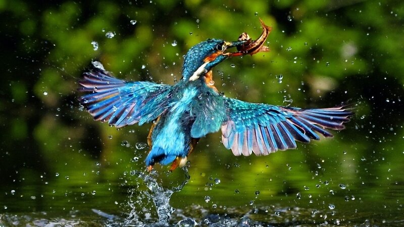 Kingfisher Catching Fish — Blue, Dynamic, Photograph, Bird
