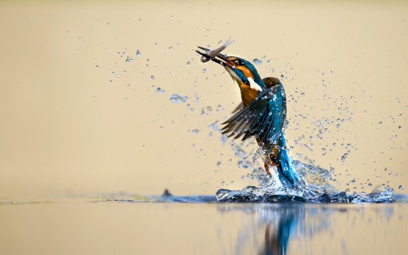 Kingfisher Catching Fish — Blue, Dynamic, Photograph, Bird, Water, Brown