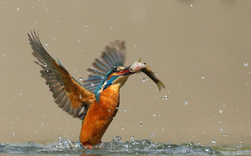Kingfisher Catching Fish — Blue, Dynamic, Photograph, Bird, Water, Orange