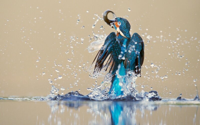 Kingfisher Catching Fish — Blue, Dynamic, Photograph, Bird, Water, Splash