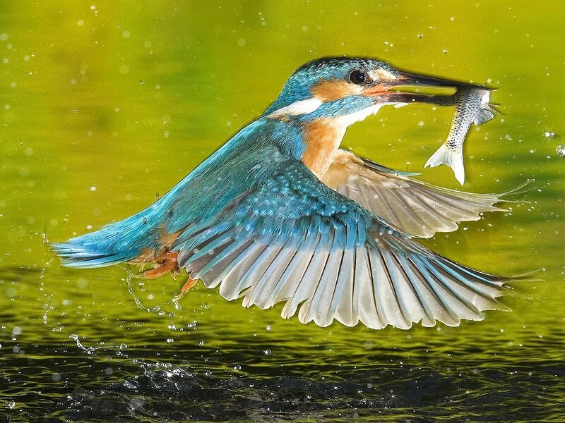 Kingfisher Catching Fish — Blue, Dynamic, Photograph, Bird, Water