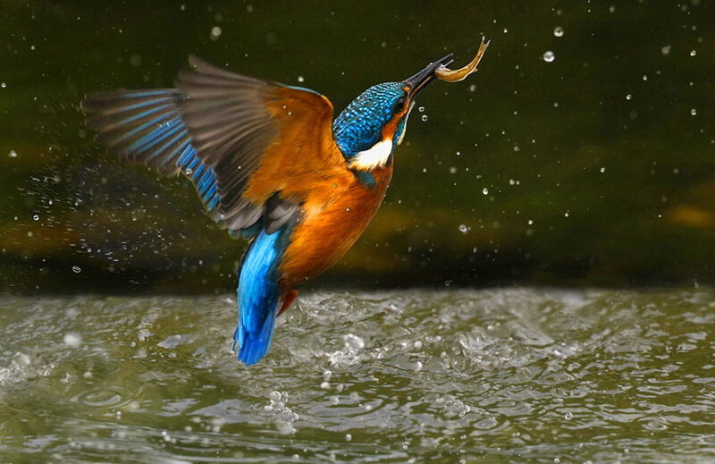 Kingfisher Catching Fish — Blue, Dynamic, Photograph