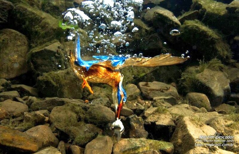 Kingfisher Catching Fish — Blue, Dynamic