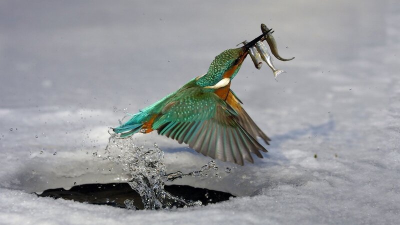 Kingfisher Catching Fish — Blue, Dynamic, Winter