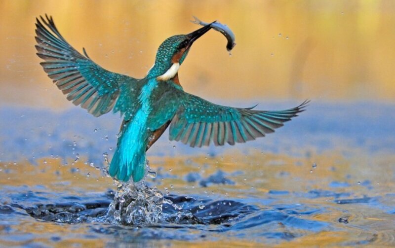 Kingfisher Catching Fish — Blue