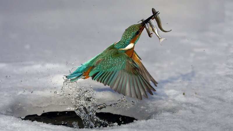 Kingfisher Catching Fish — Dynamic