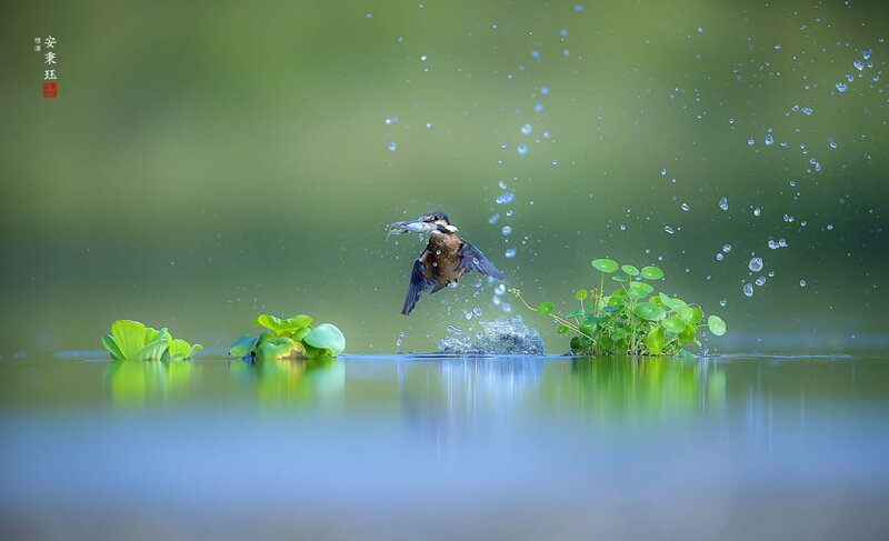 Kingfisher Catching Fish — Green, Dynamic, Photograph