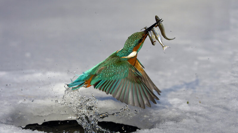 Kingfisher Catching Fish — Green, Dynamic