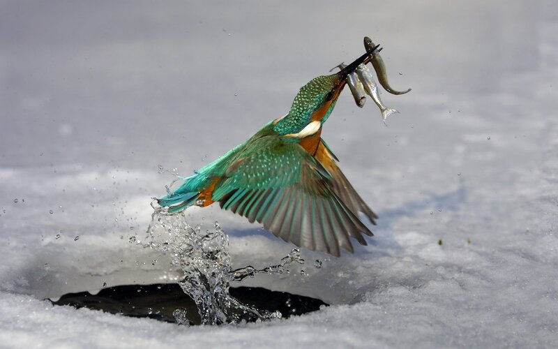Kingfisher Catching Fish — Green, Dynamic, Winter, Photograph, Bird, Snow