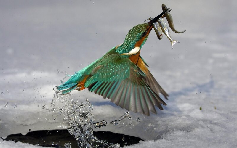 Kingfisher Catching Fish — Green, Dynamic, Winter, Photograph, Bird
