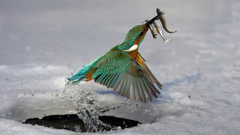 Kingfisher Catching Fish — Green, Dynamic, Winter, Photograph