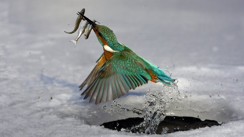 Kingfisher Catching Fish — Green, Dynamic, Winter, Photograph, Water