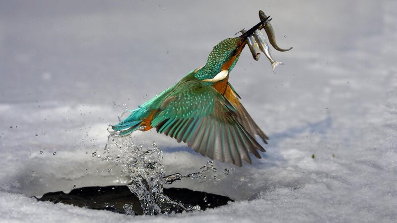 Kingfisher Catching Fish — Green, Dynamic, Winter