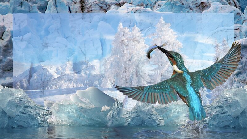 Kingfisher catching fish in icy landscape