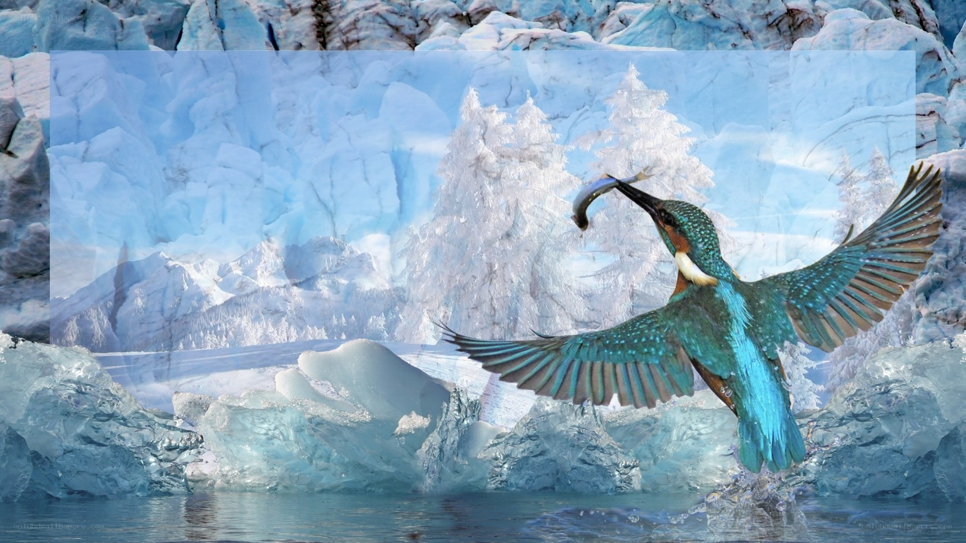 Kingfisher catching fish in icy landscape