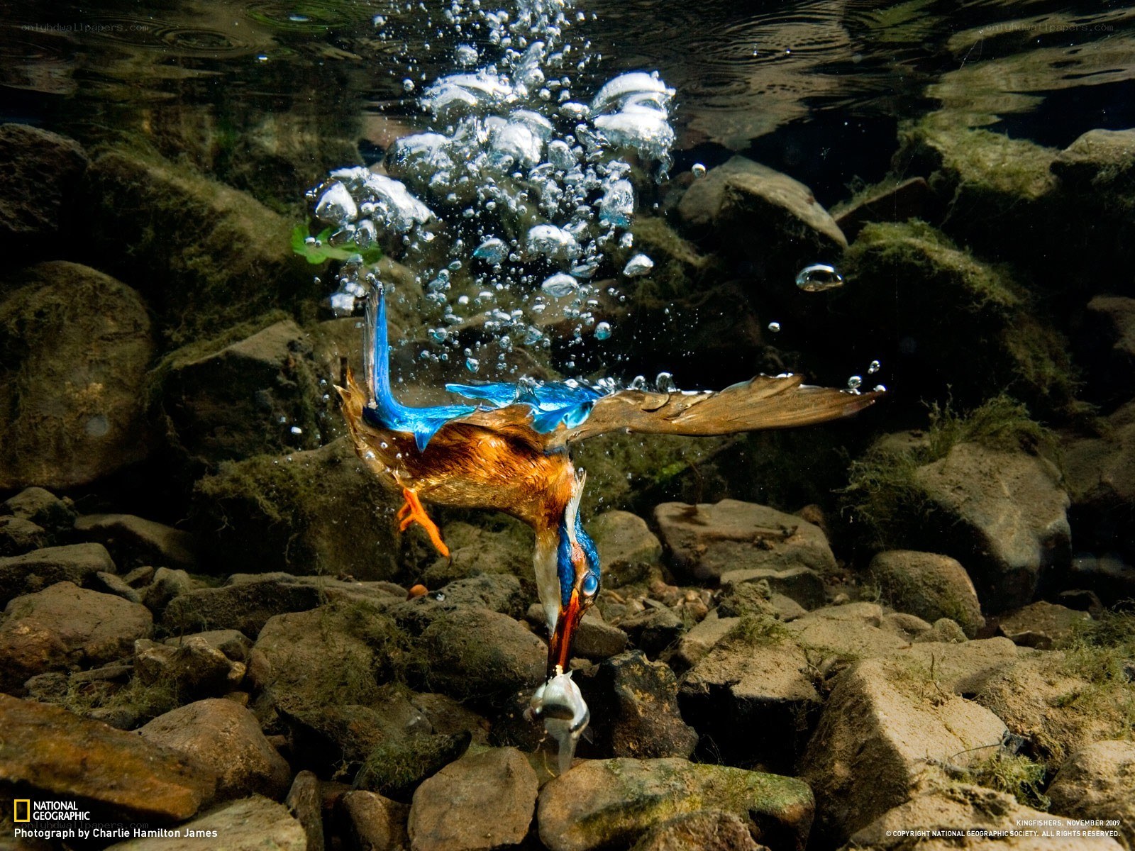 Kingfisher catching fish underwater