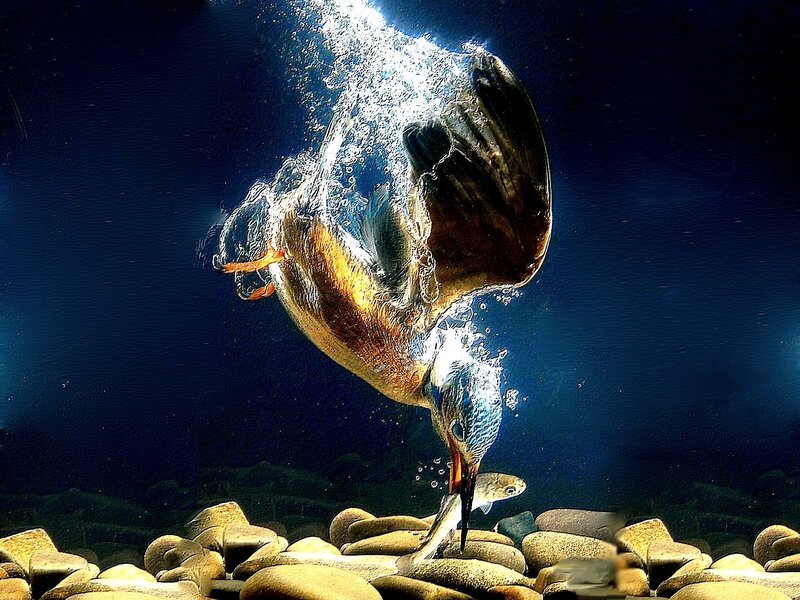 Kingfisher catching fish underwater