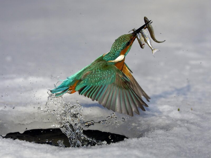 Kingfisher Catching Fish — Winter