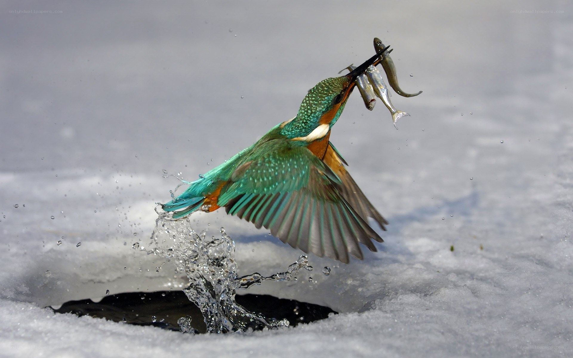 Kingfisher catching fish