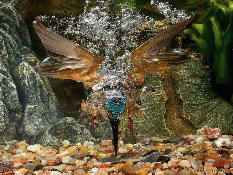 Kingfisher diving underwater
