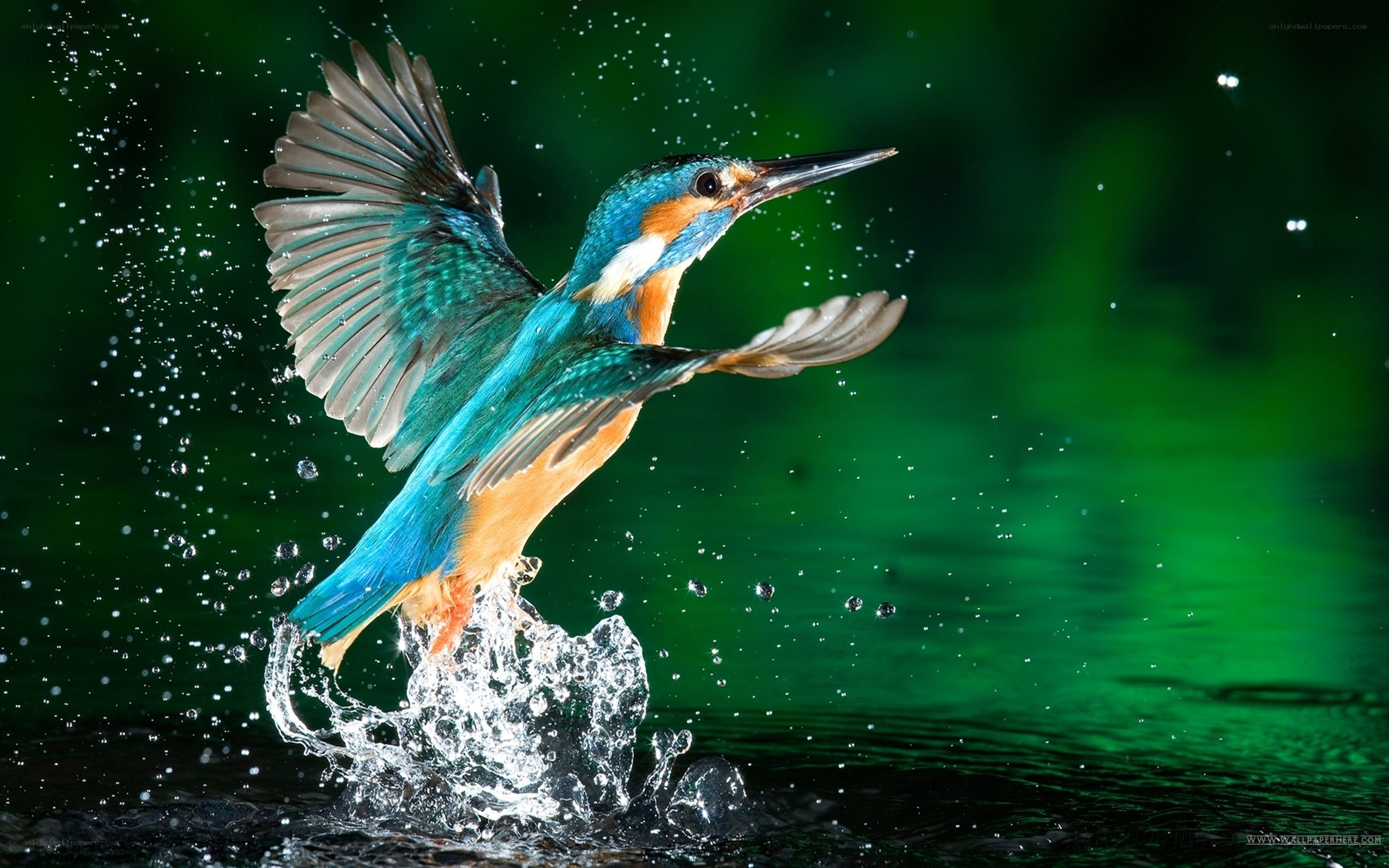 Kingfisher emerging from water