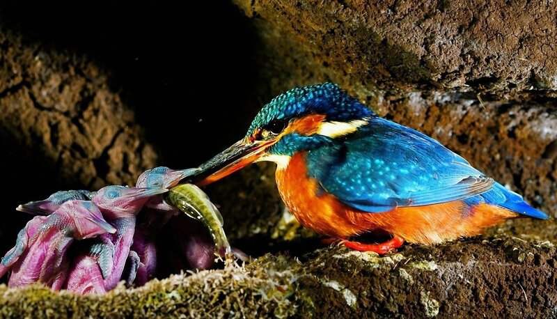 Kingfisher Feeding Chicks