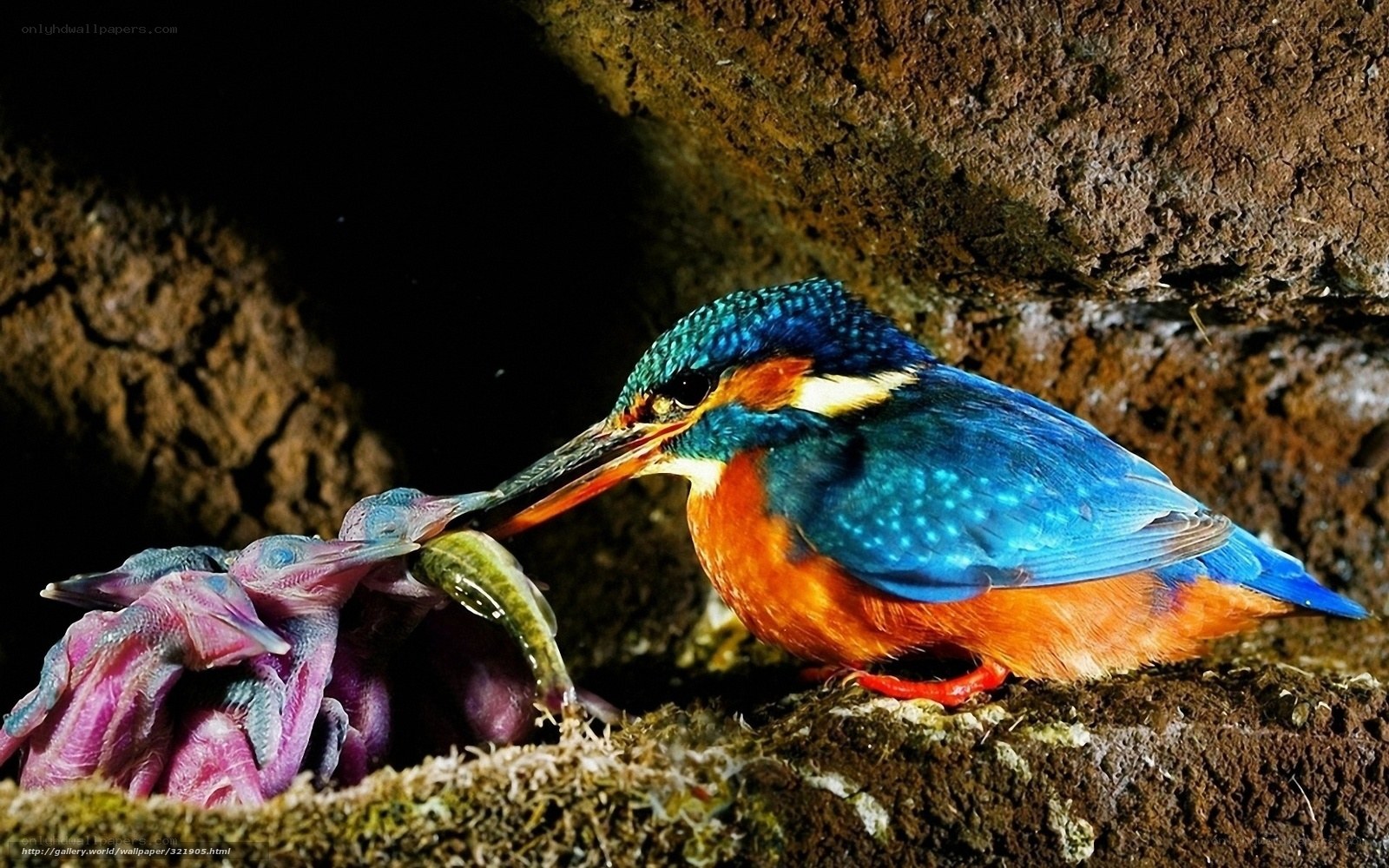 Kingfisher feeding its chicks