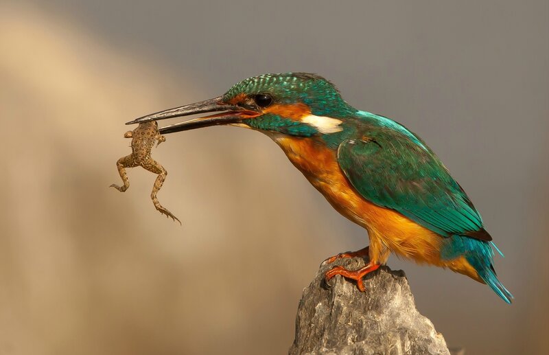 Kingfisher Holding Frog