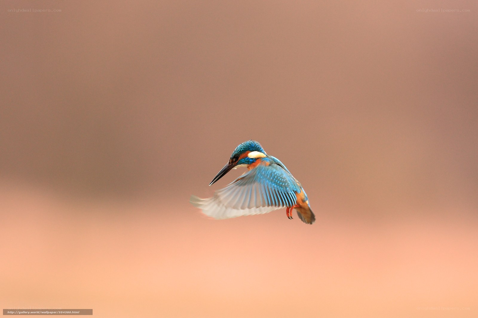 kingfisher in flight