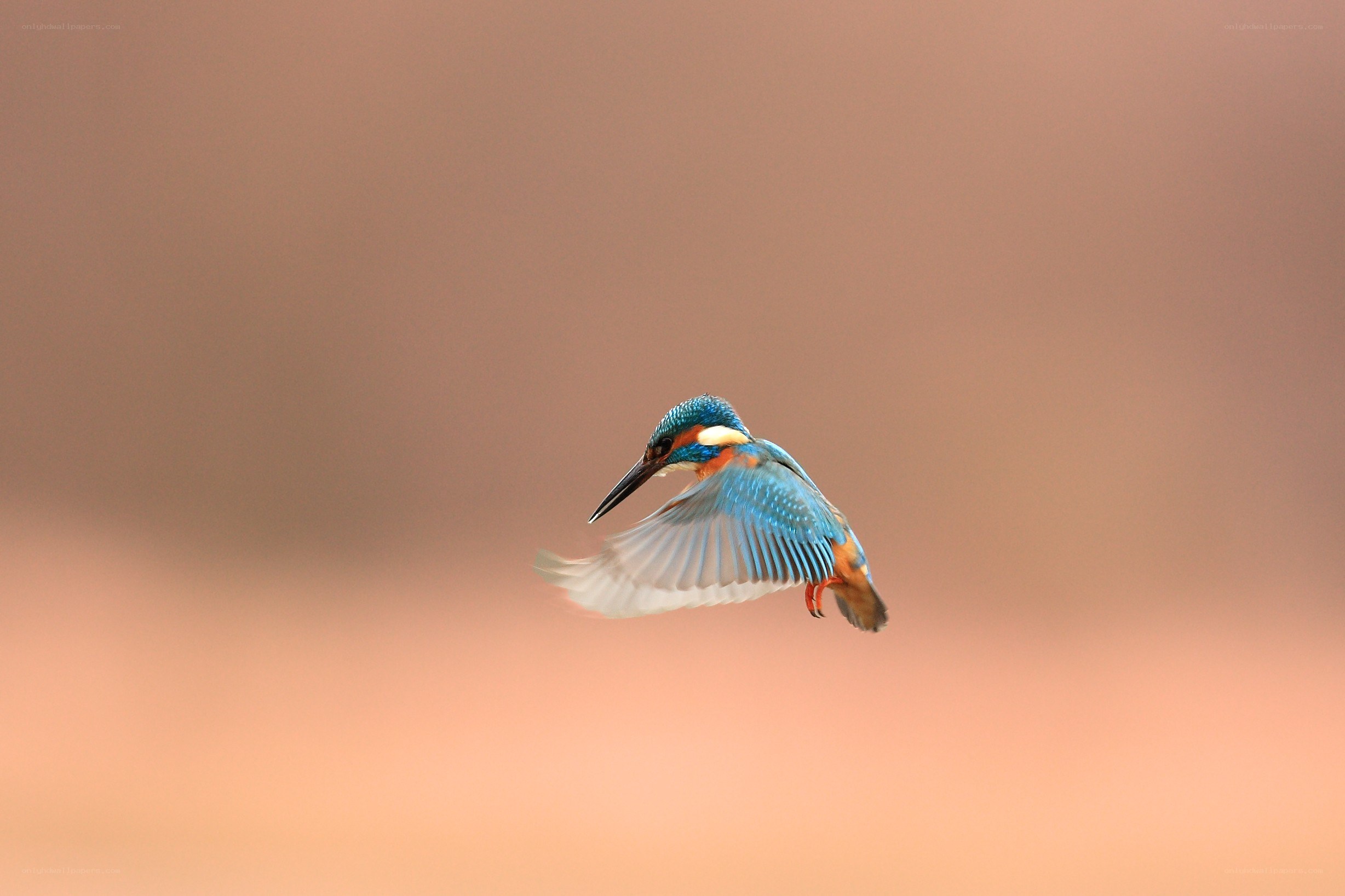 kingfisher in flight