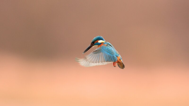 kingfisher in flight